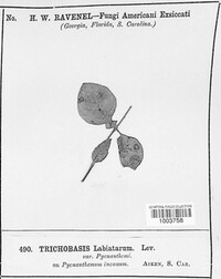 Image Associated With the Occurence